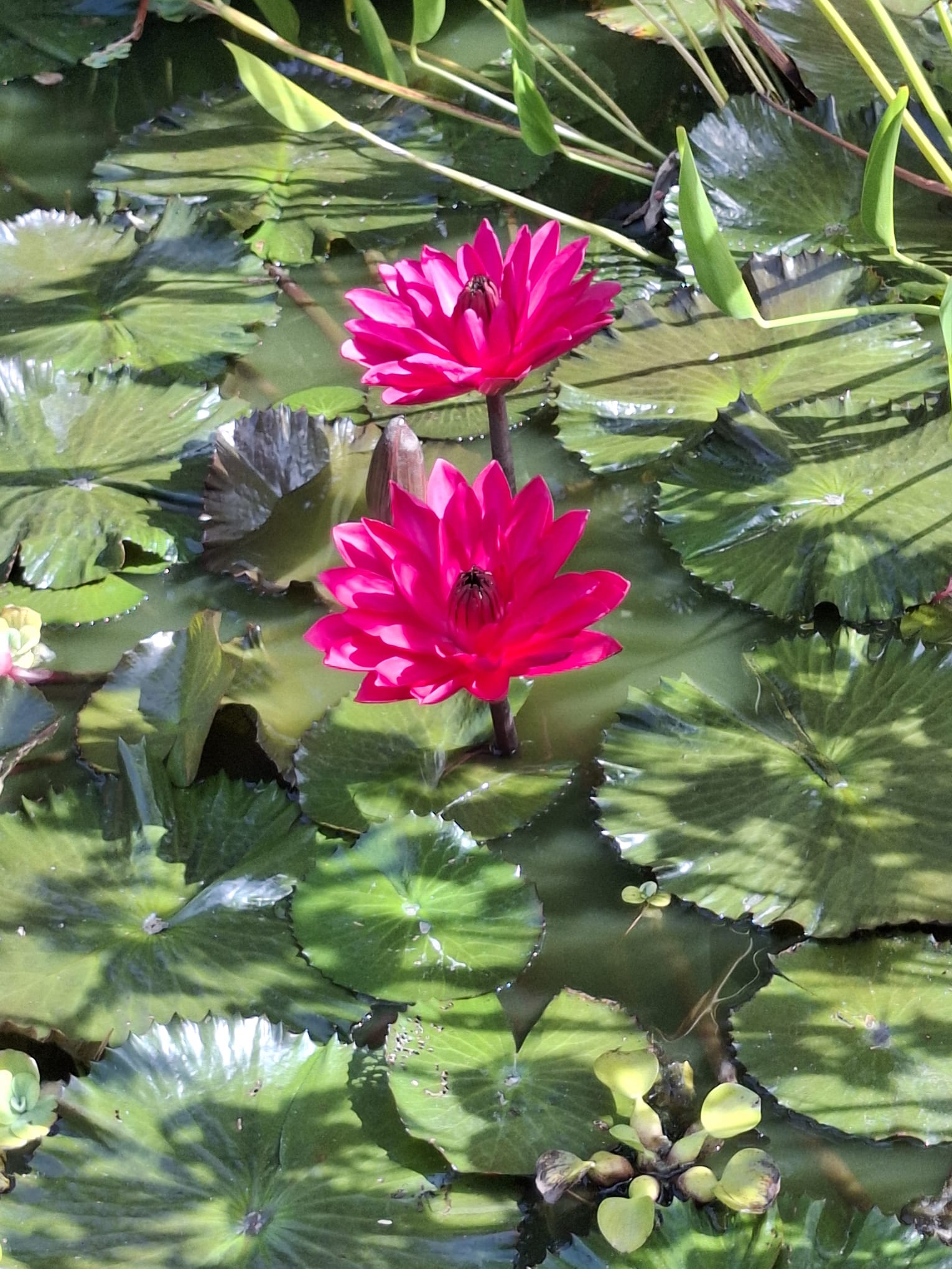 Seerosen im Botanischen Garten