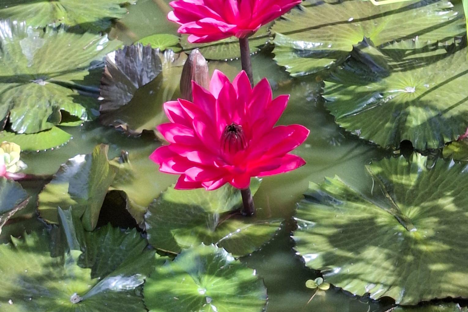 Seerosen im Botanischen Garten