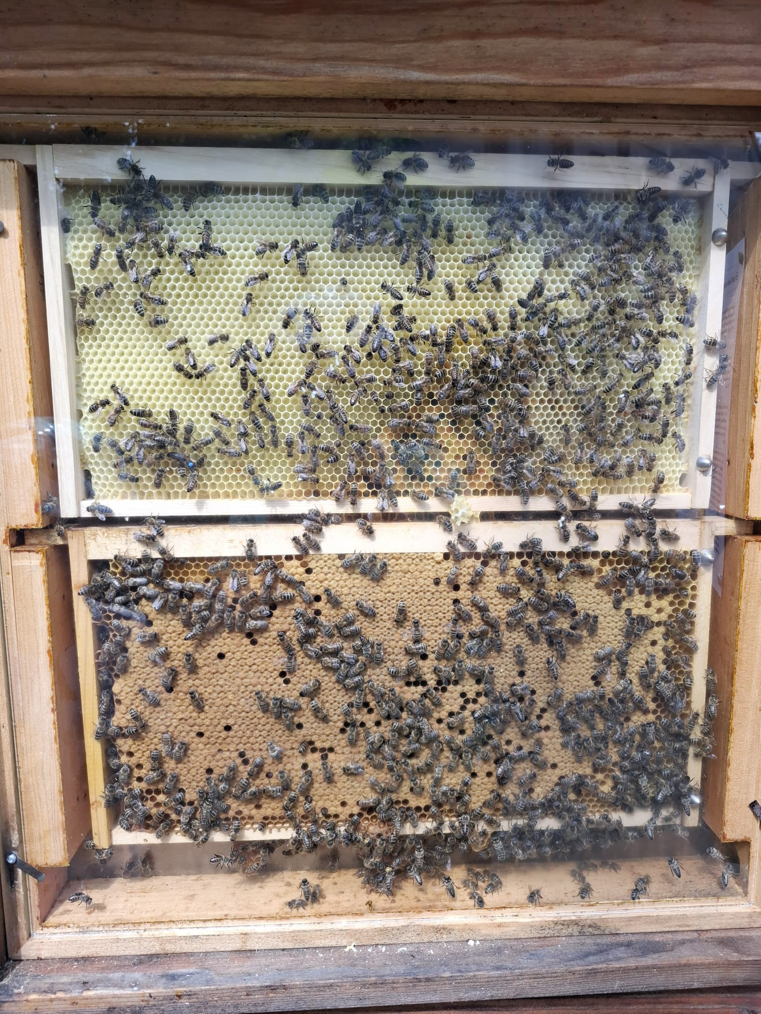 Bienenwabe