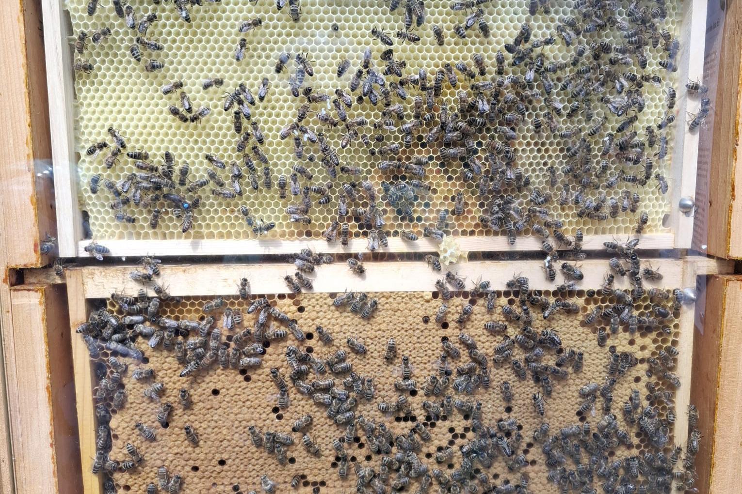 Bienenwabe